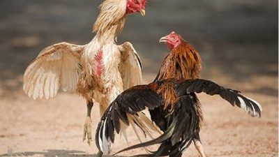 Cách chăm sóc gà chọi sau khi thi đấu hiệu quả