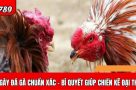 Bí quyết chọn ngày đá gà chuẩn xác để chiến kê giành chiến thắng