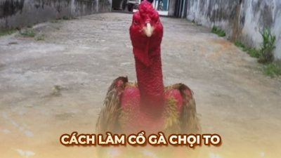 Phương pháp làm cổ gà chọi to đúng chuẩn kỹ thuật từ chuyên gia Ga6789