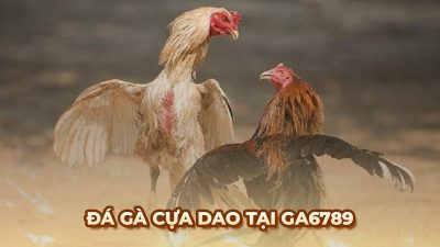 Khám phá đá gà cựa dao và những quy tắc cần biết