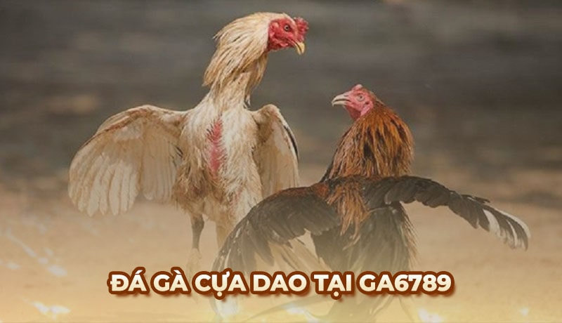 Khám phá đá gà cựa dao và những quy tắc cần biết