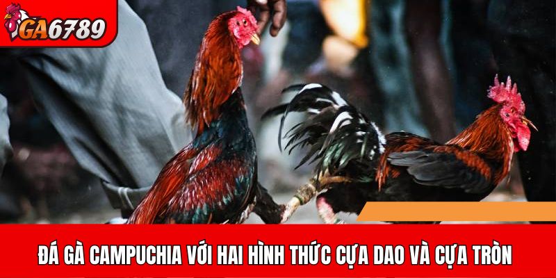Đá gà Campuchia với hai hình thức cựa dao và cựa tròn