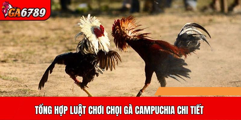 Tổng hợp luật chơi chọi gà Campuchia chi tiết