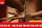 Đá gà cựa sắt – Trải nghiệm chọi gà đầy kịch tính