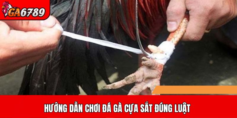 Hướng dẫn chơi đá gà cựa sắt đúng luật