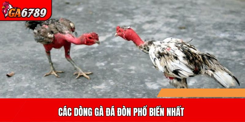 Các dòng gà đá đòn phổ biến nhất