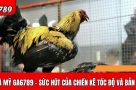 Sức hấp dẫn của đá gà Mỹ tại GA6789
