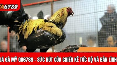 Sức hấp dẫn của đá gà Mỹ tại GA6789