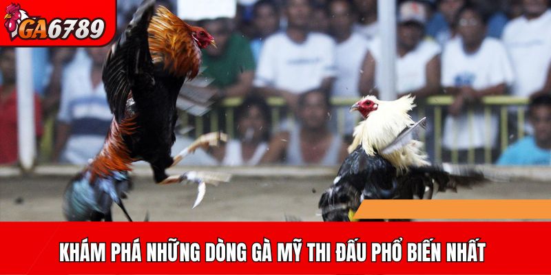 Khám phá những dòng gà Mỹ thi đấu phổ biến nhất