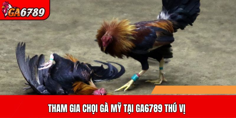 Tham gia chọi gà Mỹ tại GA6789 thú vị