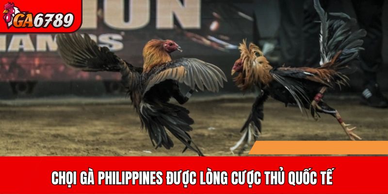 Chọi gà Philippines được lòng cược thủ quốc tế