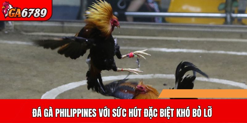 Đá gà Philippines với sức hút đặc biệt khó bỏ lỡ