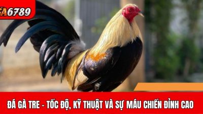 Gà tre và những trận đấu mãn nhãn