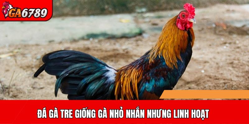 Đá gà tre giống gà nhỏ nhắn nhưng linh hoạt