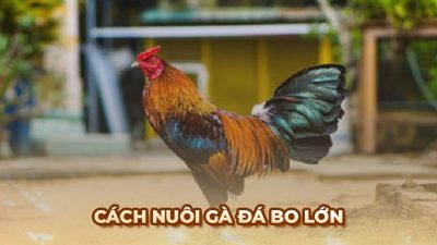 Bí quyết để nuôi gà đá bo lớn và khỏe mạnh từ chuyên gia Ga6789
