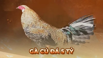 Gà cú đá 5 tỷ – Cuộc đối đầu hấp dẫn thu hút đông đảo sư kê