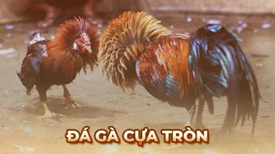 Sự phát triển đáng chú ý của đá gà cựa tròn tại Việt Nam