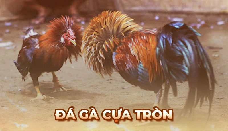 Sự phát triển đáng chú ý của đá gà cựa tròn tại Việt Nam