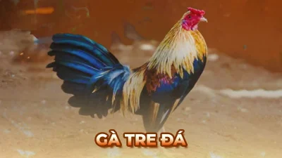 Khám phá đặc điểm độc đáo và cách chọn gà tre đá chuẩn nhất