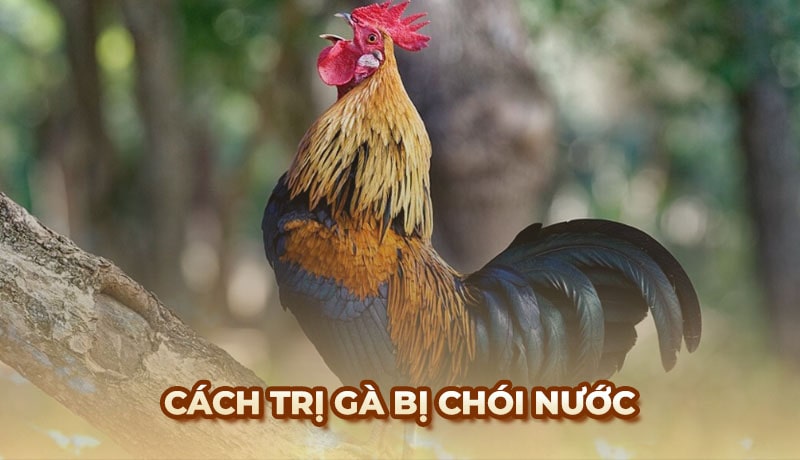 Cách chăm sóc gà bị chói nước từ kinh nghiệm của sư kê