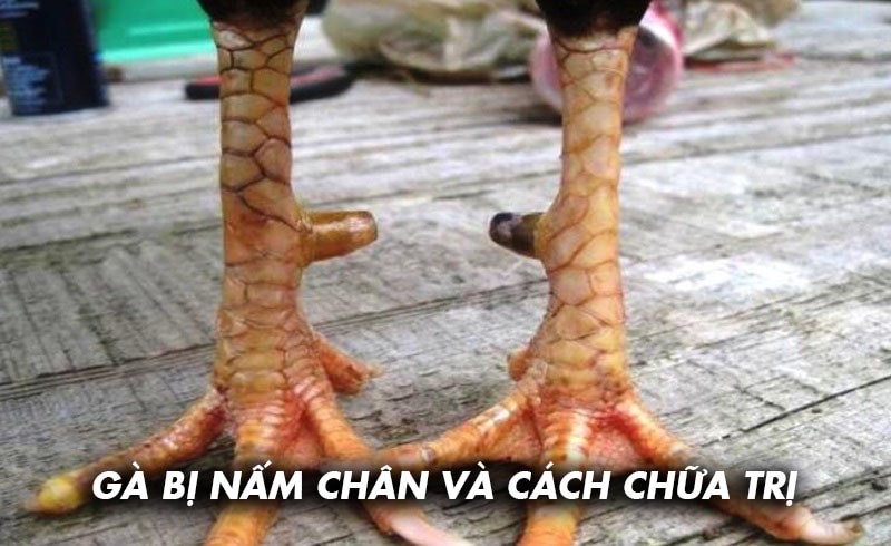 Cách chữa trị nấm chân cho gà từ chuyên gia Ga6789