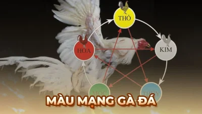Màu mạng gà đá – Chiến thuật xem ngày giờ ra sân hiệu quả cho chiến kê