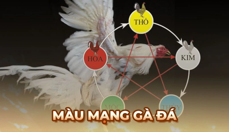 Màu mạng gà đá – Chiến thuật xem ngày giờ ra sân hiệu quả cho chiến kê