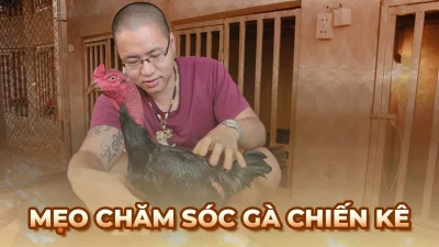 Mẹo chăm sóc gà đá giúp chiến kê luôn mạnh mẽ cho người mới