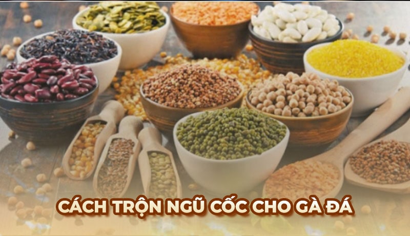 Ngũ cốc cho gà đá: Bí quyết phối trộn thực phẩm dinh dưỡng tối ưu