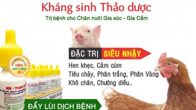 Giải pháp thay thế kháng sinh: Thảo dược trị tiêu chảy cho gà