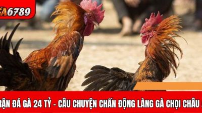 Trận đá gà 24 tỷ – Câu chuyện gây chấn động làng gà chọi châu Á